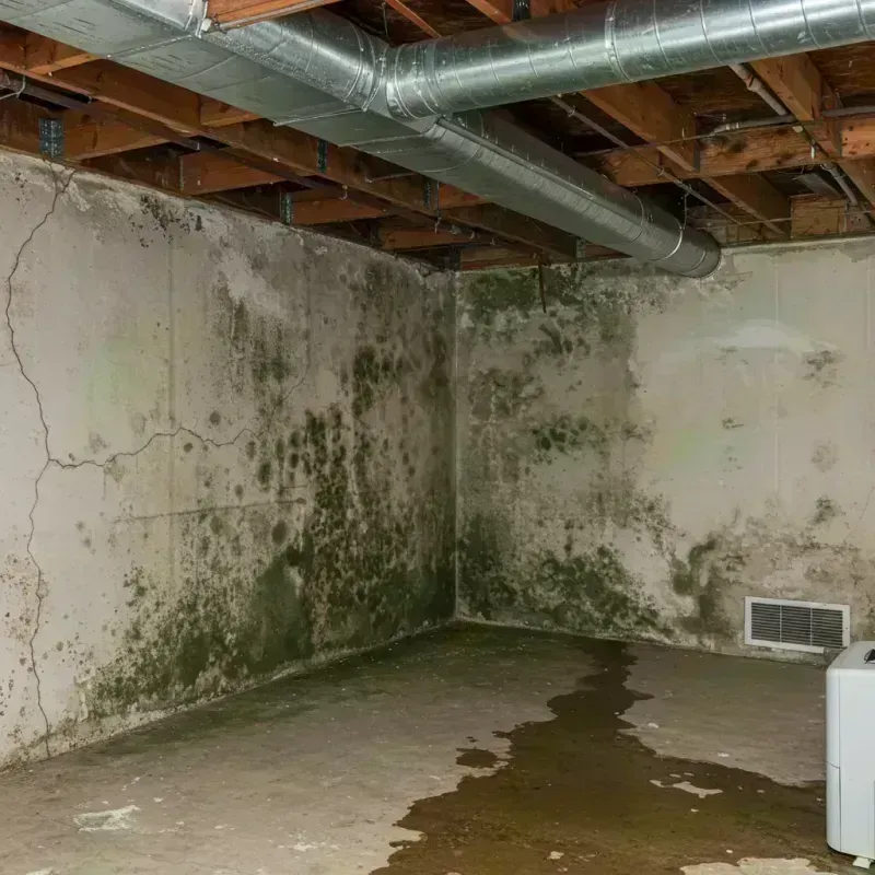 Professional Mold Removal in Northlake, IL